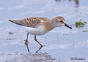 Calidris pusilla